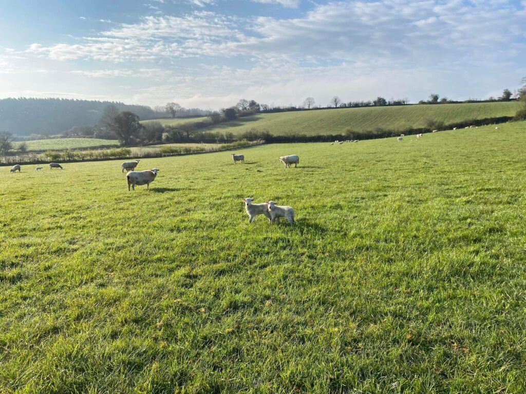 Shepherds-Sunrise-field-of-sheep