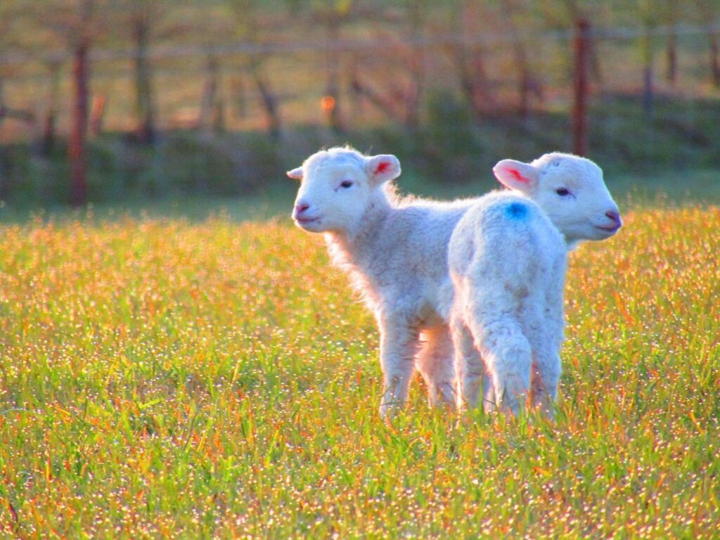 Shepherds-Sunrise -Lambs