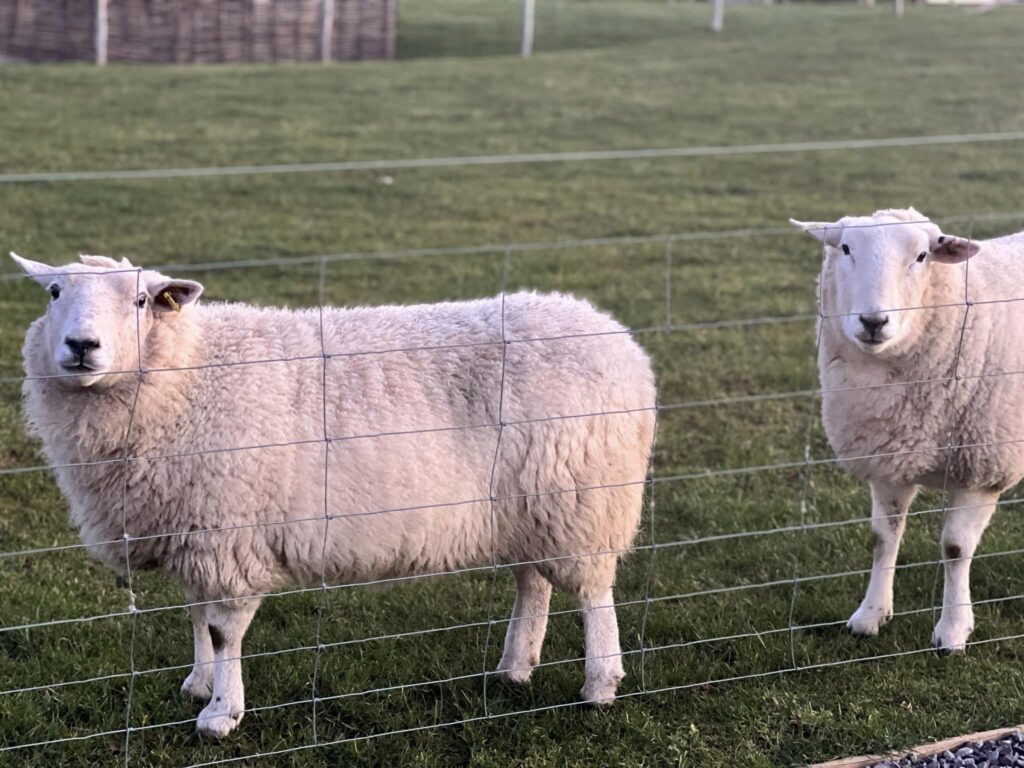 Shepherds-Sunrise-sheep