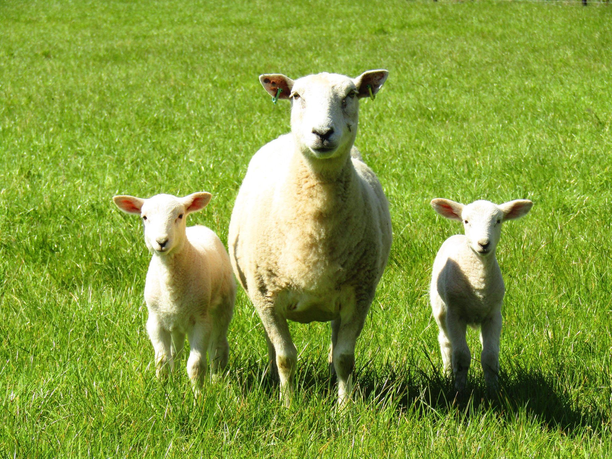 Shepherds-Sunrise-Sheep-farm