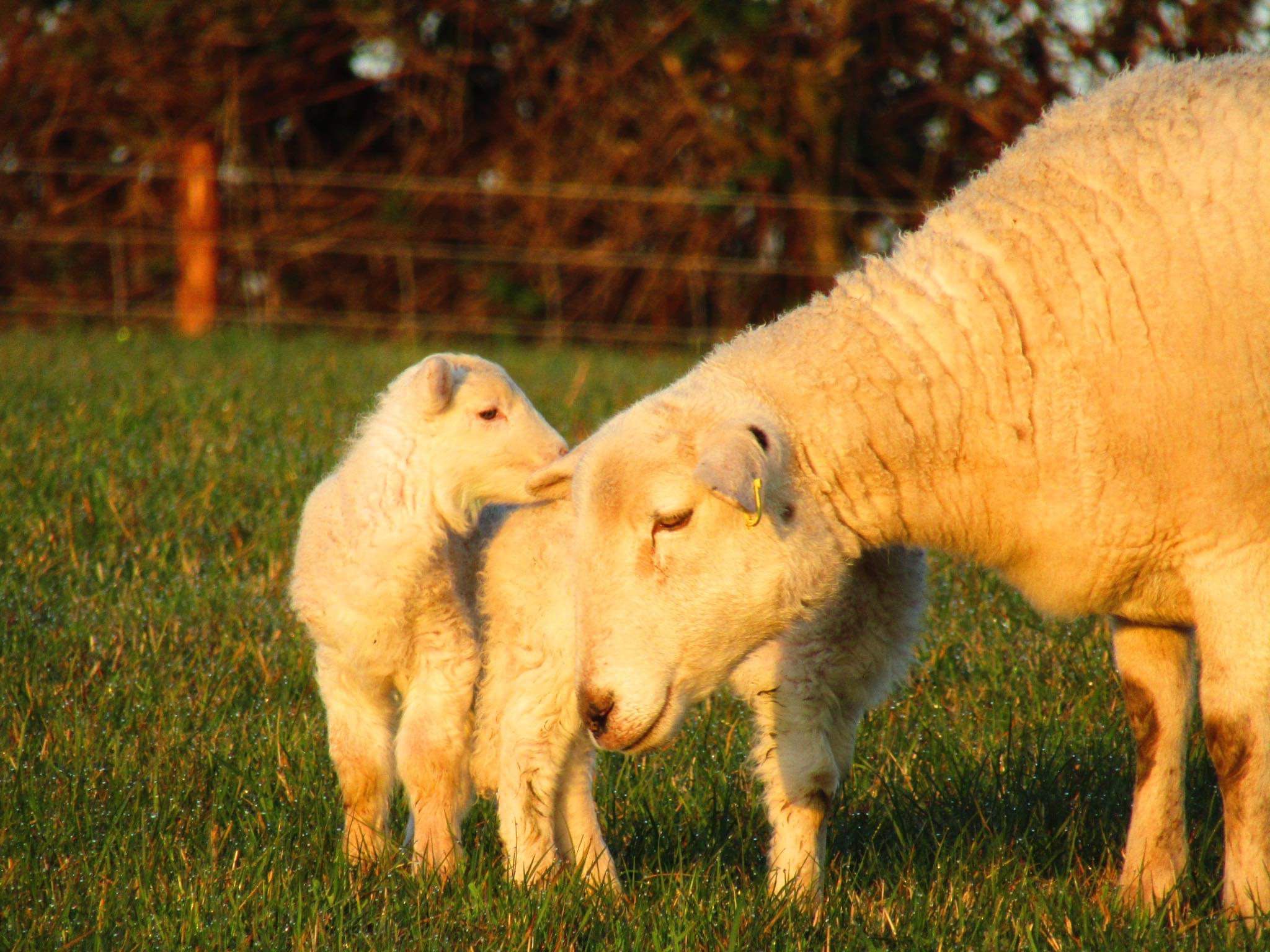 Shepherds -Sunrise - Sheep-farm